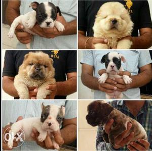 Chow Chow male, Female French male female for sale