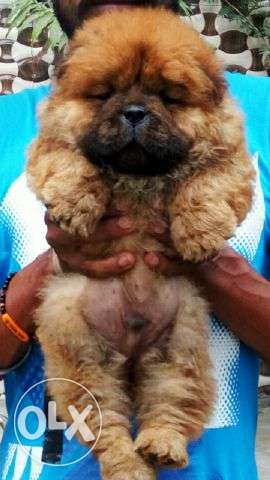 Chow chow genuine quality pure breed guarantee puppies
