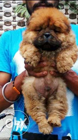 Chow chow heavy heavy nd outstanding puppies available nd