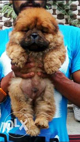 Chow chow unexpected awesomeness puppies available for sell