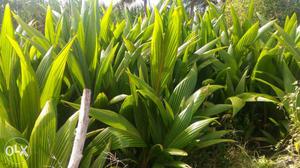 Coconeat plants urgent sell in mysore