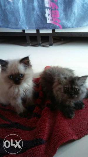 Cream and black thick fur persian kitten for sell