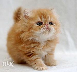 Cute Persian brown color kitten available