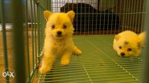 Cute attractive healthy Pomeranian puppies