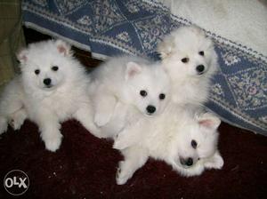 Cute & little white Pomeranian pups available for sale.