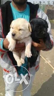 DOG MART UDHAMPUR black and golden labs... opp sbi main
