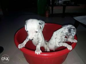 Dalmician puppy dog for sale in ranchi