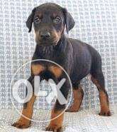 Doberman Female pup Available