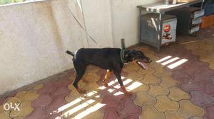 Doberman black female for sale