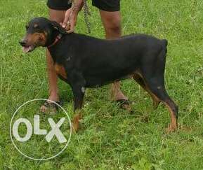 Doberman female 18 mounths old availabele for sale