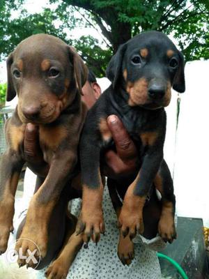 Doberman male and female puppy very good quality