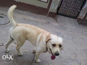 Dog is good helth condition