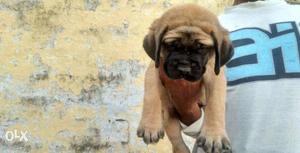 English Mastiff pup available original breed call number