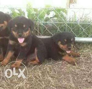 Excellent top quality rottweiler and gsd puppies