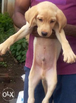Fawn Labrador Retriever Puppy For Sell