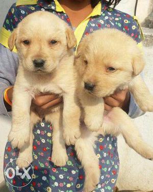 Fawn colour labradore puppies available male 