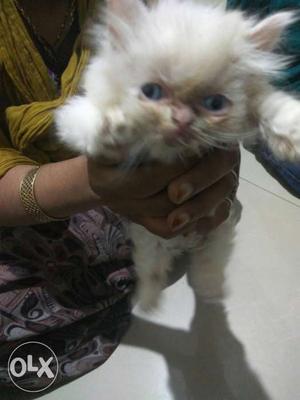 Female Persian cat punch face newly born