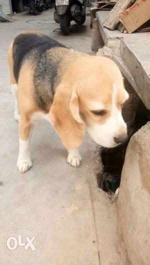 Female beagal... 2-3 years very frankly dog