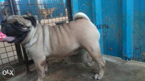 Female pug 12.month old availabele for sale