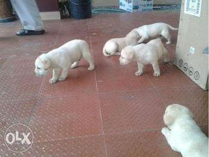 Five Short Coat White Puppies labrador