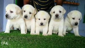 Five White Labrador Retriever Puppies