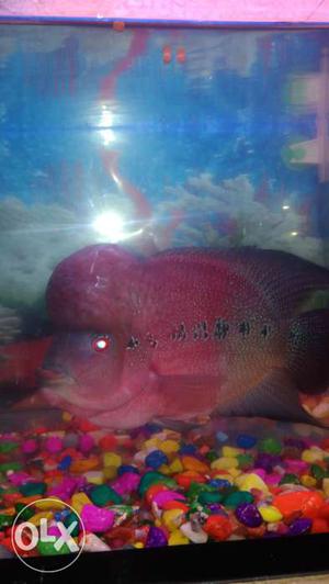 Flowerhorn Fish healthy and big horn male