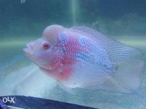 Flowerhorn male monster kok