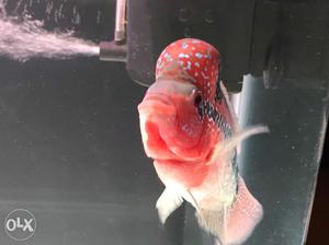 Flowerhorn with number 5 on head