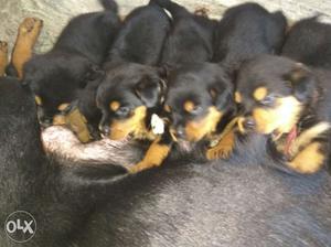 For sale Rottweiler puppys