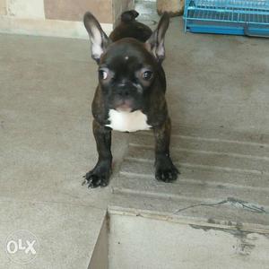 French buldog pup available 3month old vaccnation