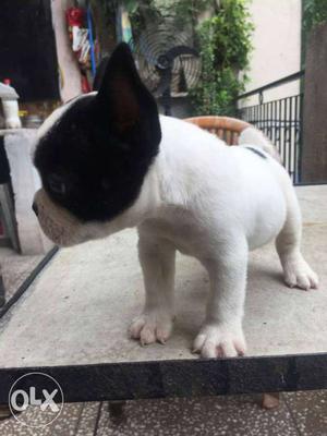 French bull dog male pup for sale