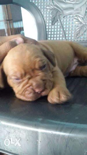 French mastiff pups good health available call number show