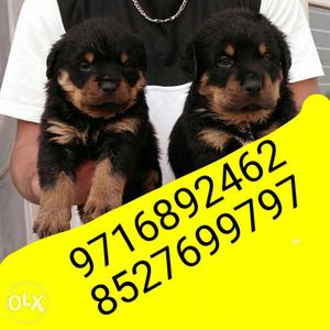 Full tip top quality Rottweiler puppies we also