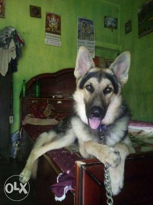 GSD dog for sale