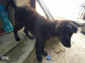 German Shepard mix female pup