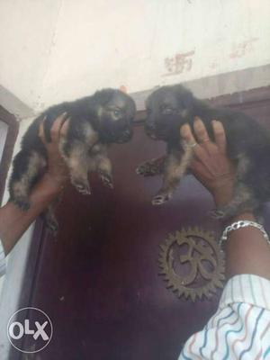 German Shepered puppies for Sale.