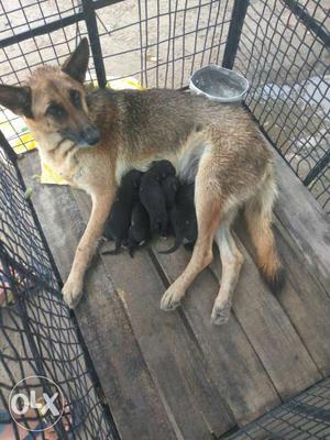 German Shepherd Puppy Male and female. Male price 