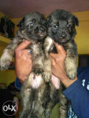 German Shepherd available male and female