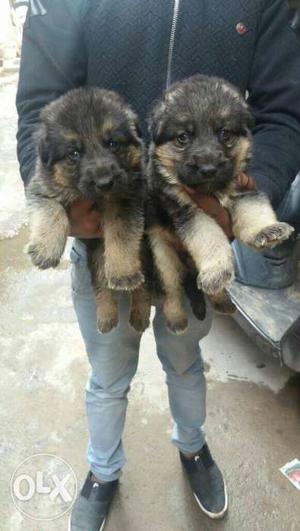 German Shepherd double coat puppies all over