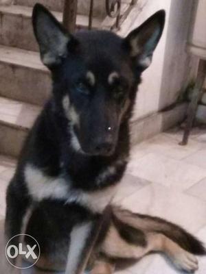 German Shepherd female require for matching