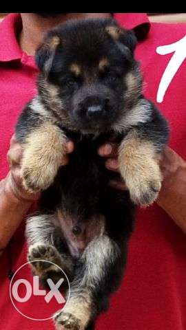 German Shepherd highest quality genuine breed puppies