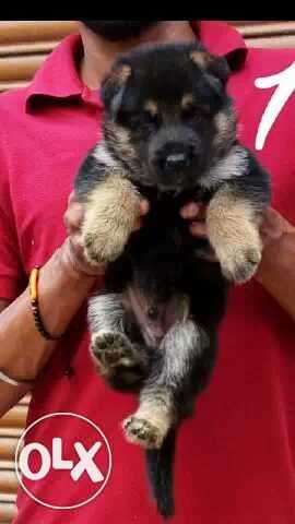 German Shepherd very very best quality puppy's for sell