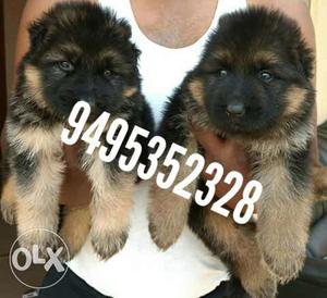 German puppies available