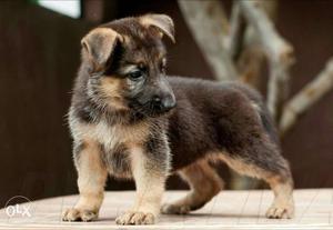 German shepherd female puppy available single