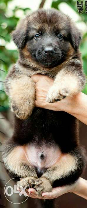 German shepherd male puppy available 40 days