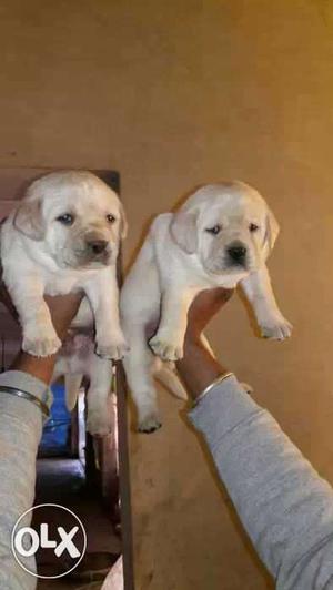 Golden Labrador male puppy available