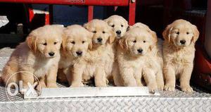 Golden Retriver Top Quality Pupps Available Male