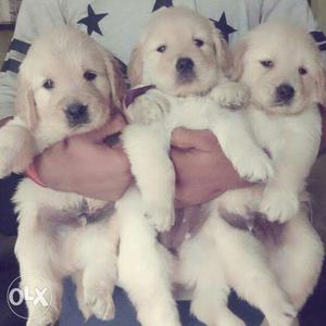 Golden retriever puppies available Female 