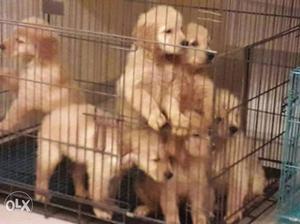Golden retriever pups from pedigreed mother and
