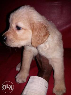 Golden retriver male 40 days older.price is negotiable.